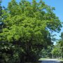 Zwarte walnotenboom (Juglans nigra)